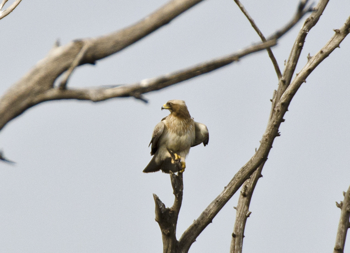 Aquila minore
